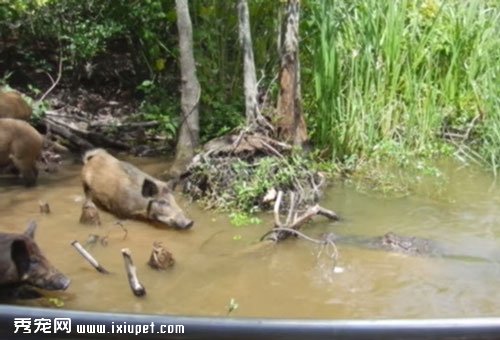 �����ο��뿴������ʳ���� ����Ұ��������ץ��