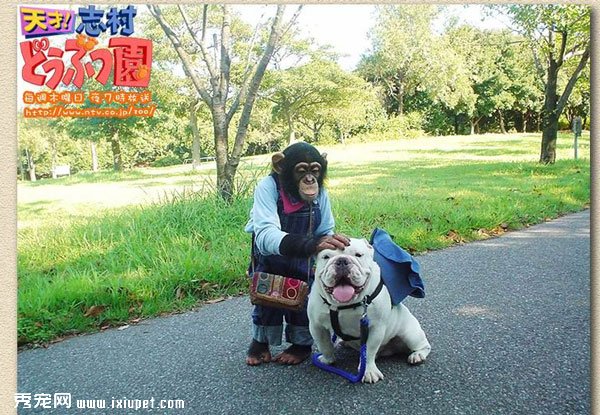 �����밢ռ�ľ�����ܼ����ͼƬ