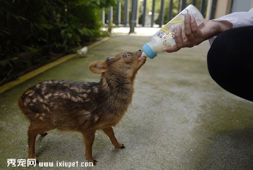 ������������ն�¹���� �Ȼ������
