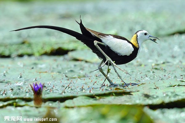 �����ץ�ĵ�һ�����ˮ����ͼƬ
