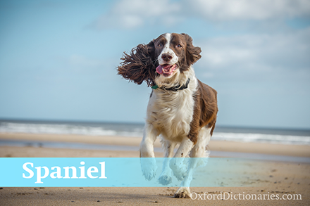 Spaniel��������Ȯ