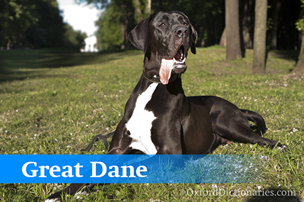 Great Dane��Ȯ