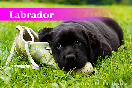Labrador��������Ȯ