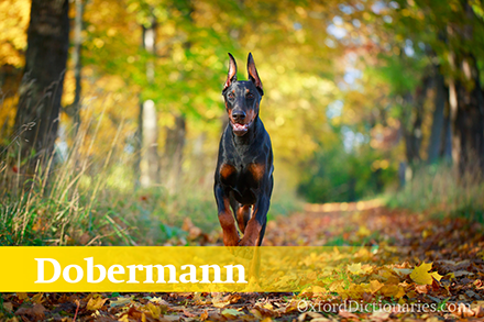 Doberman(n) pinscher�ű�