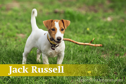 Jack Russell terrier�ܿ���������