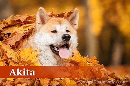Akita����Ȯ
