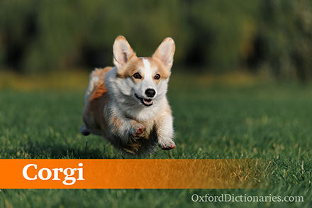Corgi����ʿ���Ź�