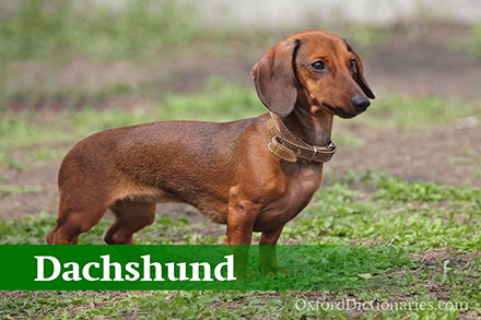 Dachshund����Ȯ