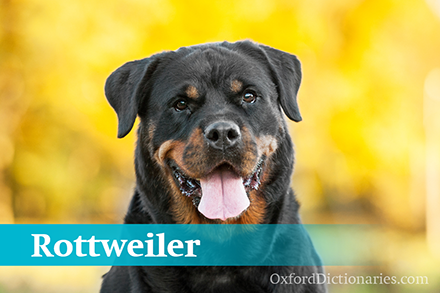 Rottweiler������Ȯ
