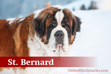 St. Bernardʥ����Ȯ