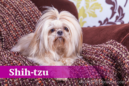Shih-tzu��ʩȮ