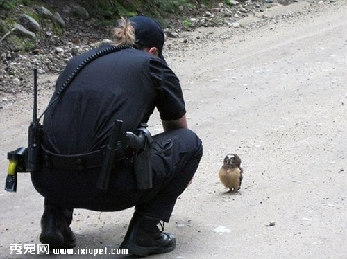 �������Ժ�Сèͷӥ������·�м�Ľ���
