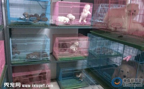 ̨���ж��������Ƿ���ֳ�� 208ֻ������Ȯè������