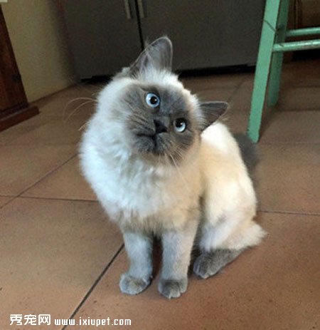 ������ͷèTilly����Ĳп����