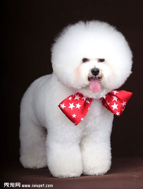 petMDʮ����ɰ��Ĺ�������ͼƬ ��ϲ��˭��