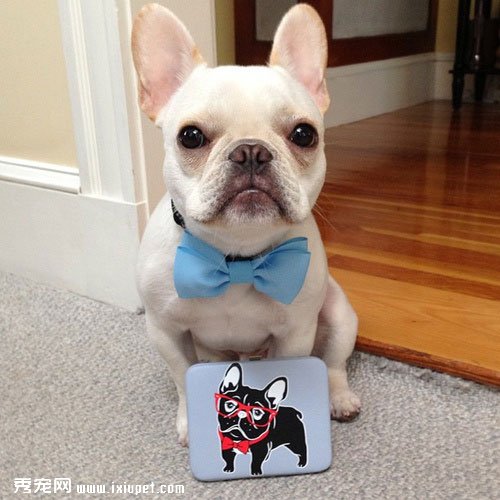petMDʮ����ɰ��Ĺ�������ͼƬ ��ϲ��˭��