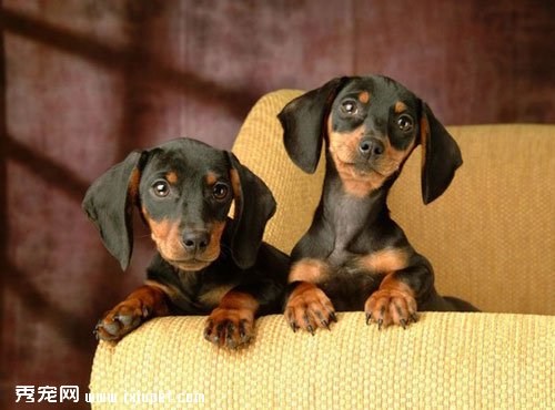 petMDʮ����ɰ��Ĺ�������ͼƬ ��ϲ��˭��
