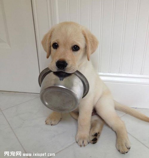 petMDʮ����ɰ��Ĺ�������ͼƬ ��ϲ��˭��