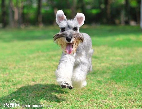 petMDʮ����ɰ��Ĺ�������ͼƬ ��ϲ��˭��