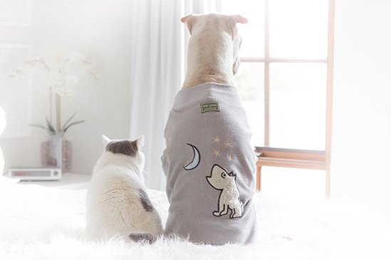 ɳƤ��è�� һ��������ۼ�����