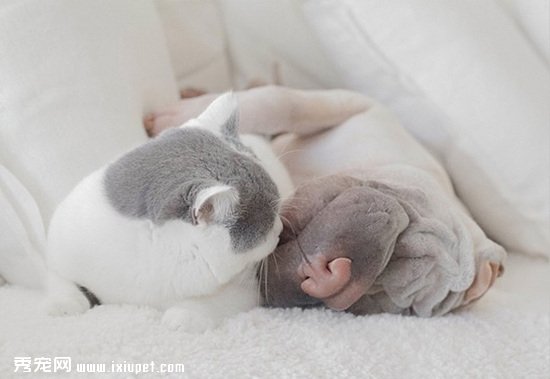 ɳƤ��è�� һ��������ۼ�����