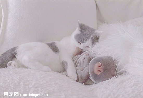 ɳƤ��è�� һ��������ۼ�����