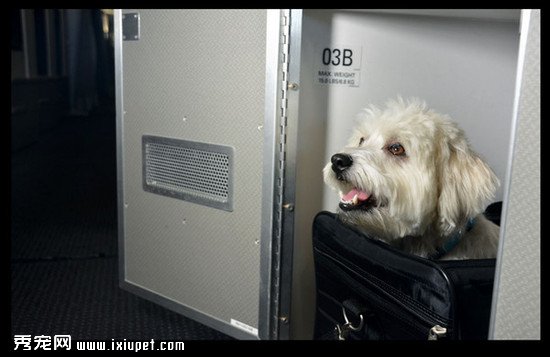����������ר�������(pet cabins) �۸�ֻ��125��Ԫ