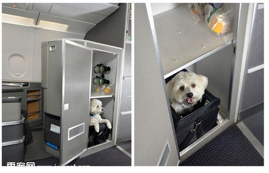 ����������ר�������(pet cabins) �۸�ֻ��125��Ԫ
