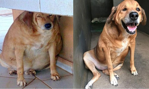 �������˹�����(Bolinha)��36.5�������14������ô�����ļ���Ƭ�Ա�