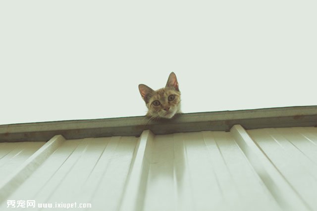 ��ô������è�����һ��ͼƬ�������ҵ��ģ�