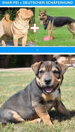 ��Ѫ�������̵㡡��ʿ��ӿ»��ɰ�ָ���Ʊ�