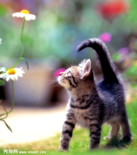 �����Ӳ��Է�������ҵ�è�䵽��ϲ��ϲ����