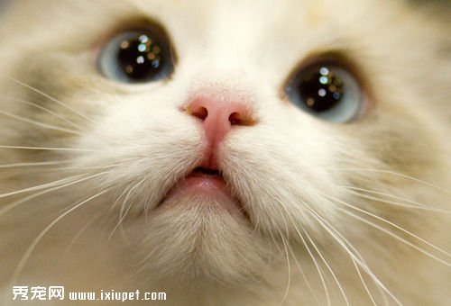 �����Ӳ��Է�������ҵ�è�䵽��ϲ��ϲ����