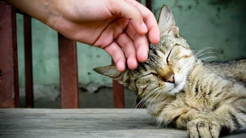 �����Ӳ��Է�������ҵ�è�䵽��ϲ��ϲ����