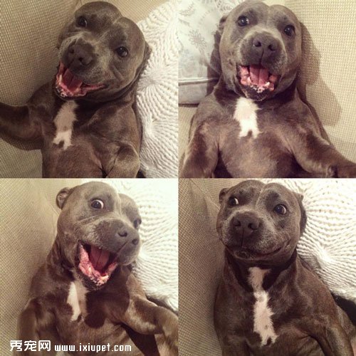 ʷ����ů�ĵ���ֻ˹��������ţ��