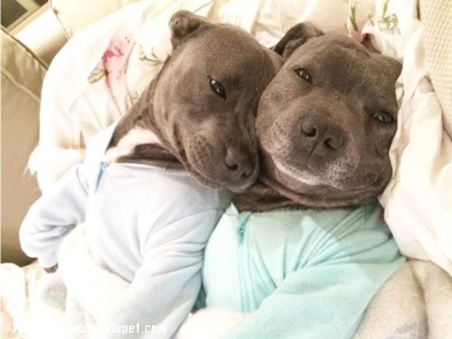 ʷ����ů�ĵ���ֻ˹��������ţ��