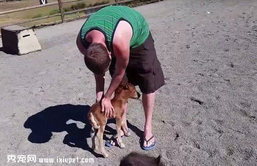 ��������С����Sammy׷�������ߺ����硾��Ƶ��