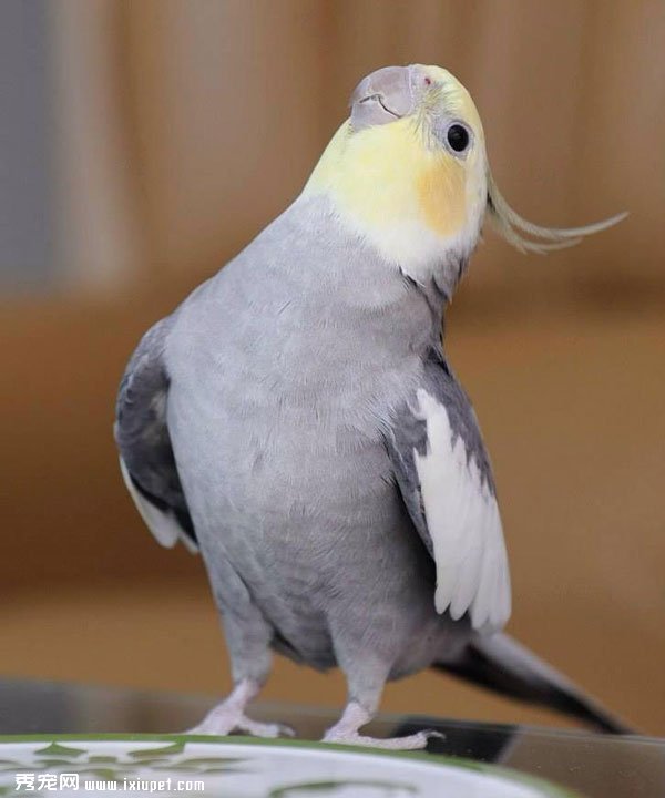 ̫���������W�^����ɫ���ּ�����ע������