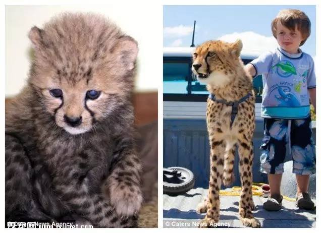 �Ϸ�Hein Schoeman�ҵĳ����Ա� ��ҳ��ﲻ������