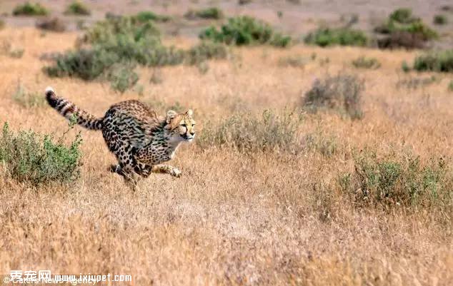 �Ϸ�Hein Schoeman�ҵĳ����Ա� ��ҳ��ﲻ������