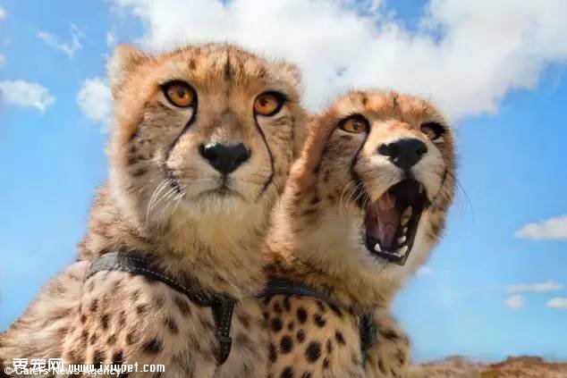 �Ϸ�Hein Schoeman�ҵĳ����Ա� ��ҳ��ﲻ������