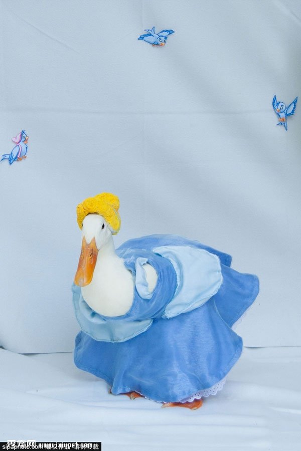 ����20����ŮΪ����ѼGuus���㳬������ͼ�ߺ����磨��ͼ��