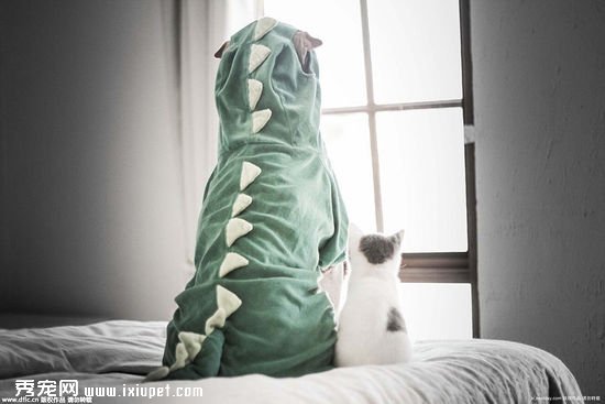 �Ĵ����ǹ�������Cosplay