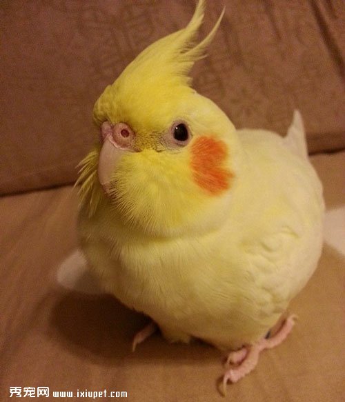 �����ҽе���Ϊ��������