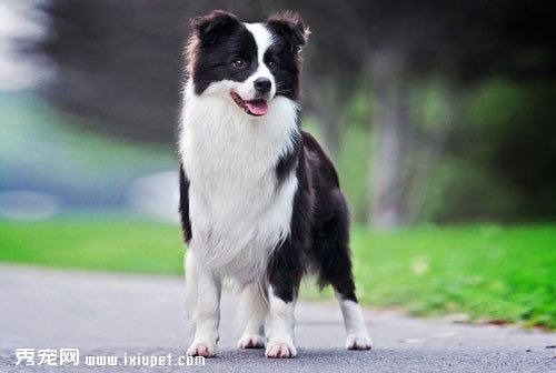 Border Collie(�߾�����Ȯ)