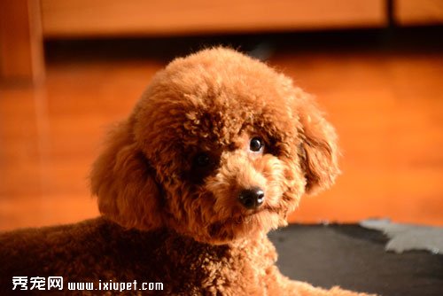 Poodle(���Ȯ)