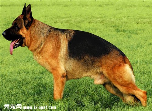 German Shepherd(�¹�����Ȯ)������������