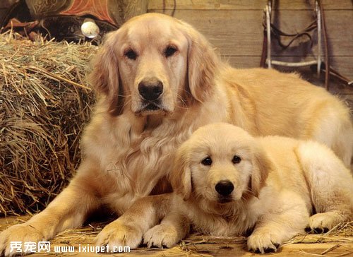 Golden Retriever(�ƽ���Ȯ���׳ơ���ëȮ��)������������