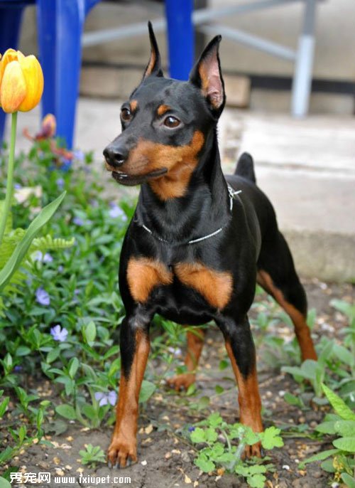 Doberman Pinscher(������Ȯ|����ű�Ȯ)������������