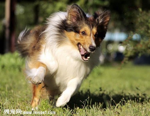  Shetland Sheepdog(ϲ�ֵ�����Ȯ)������������